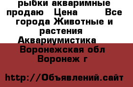 рыбки акваримные продаю › Цена ­ 30 - Все города Животные и растения » Аквариумистика   . Воронежская обл.,Воронеж г.